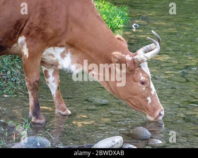 Une vache boit de l'eau Rivière. Soif jeune vache noir et blanc boit de l'eau de la rivière de montagne.libre de vache près de rivière en forêts.l'arrière-plan. Banque D'Images