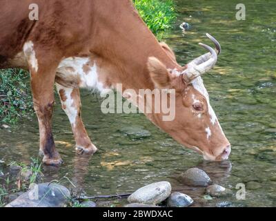 Une vache boit de l'eau Rivière. Soif jeune vache noir et blanc boit de l'eau de la rivière de montagne.libre de vache près de rivière en forêts.l'arrière-plan. Banque D'Images