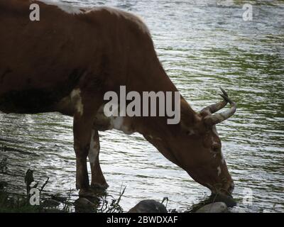 Une vache boit de l'eau Rivière. Soif jeune vache noir et blanc boit de l'eau de la rivière de montagne.libre de vache près de rivière en forêts.l'arrière-plan. Banque D'Images