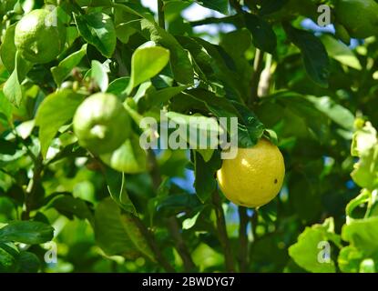 Citronniers pendant la journée ensoleillée avec quelques citrons en croissance Banque D'Images