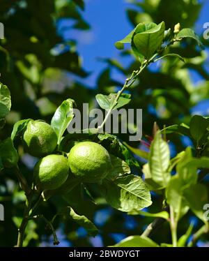 Citronniers pendant la journée ensoleillée avec quelques citrons en croissance Banque D'Images