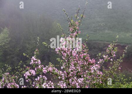 Arbre fruitier en fleurs en mars. Début de printemps. Fleurs de pommier. Racème de pommier. La floraison des fleurs sur l'arbre de printemps. Blossoming appl Banque D'Images