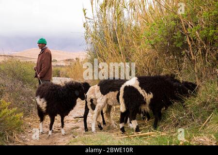Un berbère tend à ses moutons à Midelt, au Maroc Banque D'Images