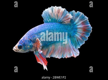 Betta Blue Fancy Halfmoon Plakat HMPK mâle ou Plakat Fighting Fish splendens in Black Fiche d'information. Banque D'Images