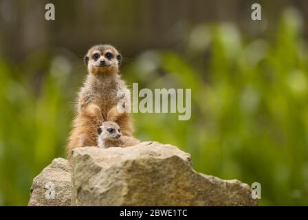 Meercat - Suricata suricata, petits carnivores populaires des savanes africaines, Namibie. Banque D'Images