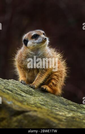 Meercat - Suricata suricata, petits carnivores populaires des savanes africaines, Namibie. Banque D'Images