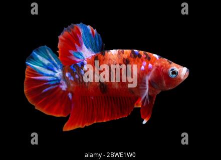 Betta Koi Galaxy Halfmoon Plakat HMPK mâle ou Plakat Fighting Fish splendens in Black Fiche d'information. Banque D'Images