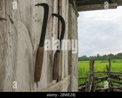 Deux faucilles sur fond de bois après utilisation pour la récolte de céréales. Gros plan. Outil local de l'Iran. Outil agricole portable traditionnel. Banque D'Images