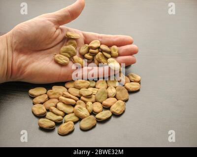 Close up de fèves (Vicia faba) de pair avec fond en bois brun. Fèves à la main à côté de fèves versé sur la surface en bois. Banque D'Images