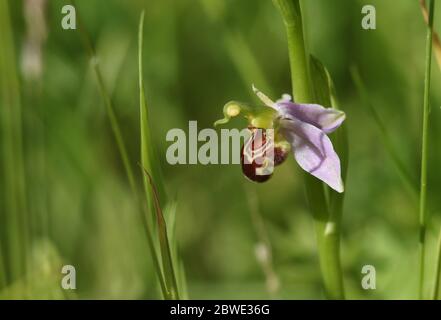 Une belle orchidée abeille, Ophrys apifera, dans un pré en pleine croissance au Royaume-Uni. Banque D'Images