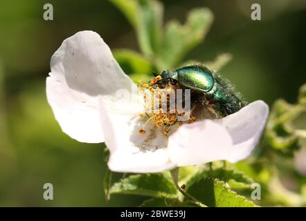 Un joli Chafer rose ou le Chaver rose vert Beetle, Cetonia aurata, nectaring sur un chien Rose fleur. Banque D'Images