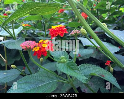 Verbena hybrida rouge et jaune floraison . Gros plan sur Verbena en été. Banque D'Images