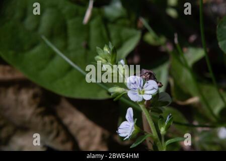 L'herbe de pelouse, Thyme-leaved Speedwell, a de belles et minuscules fleurs. Banque D'Images