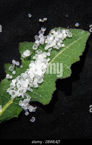 Gros plan de feuilles de plantes naturelles vertes recouvertes d'un groupe de petites pierres de grêle blanches et semi-transparentes qui fondent au soleil sur le spunbond noir. Verticale Banque D'Images