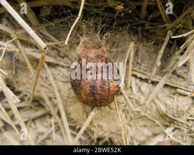 Gros plan sur le nid de Spider, araignée Cobweb. Spider Home. Une sorte de nid d'araignée en été. Banque D'Images