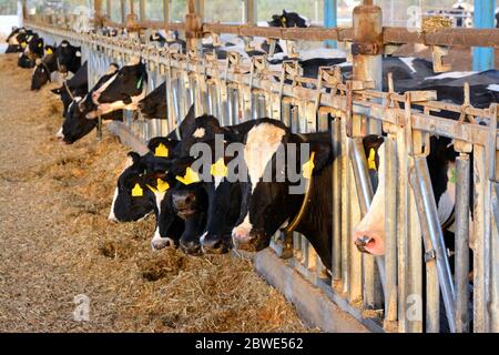 Vaches dans un abri de vache d'une ferme laitière Banque D'Images