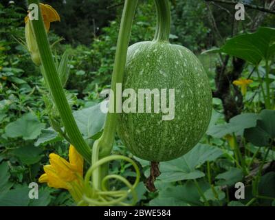 Courge musquée citrouilles fruits et fleurs. Courge musquée non mûre suspendue dans le Bush dans un jardin biologique en été. Arrière-plan vert. Gros plan. Banque D'Images
