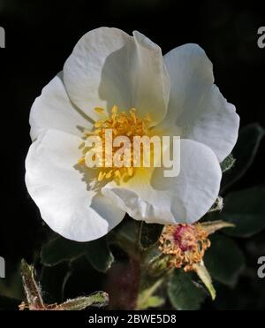 White Dog Rose (rosa canina) Banque D'Images