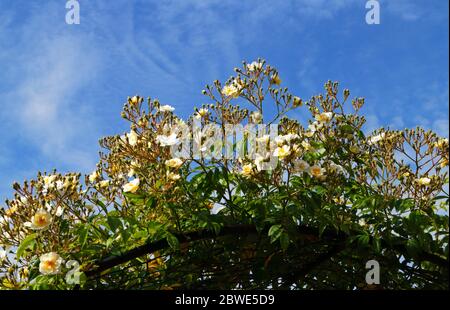 Un Recteur Rambling Rose, le Recteur Rosa Rambling, éclatant en fleur sur une arche dans un jardin anglais. Banque D'Images