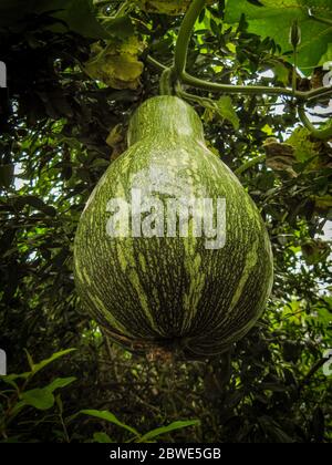 Citrouilles à musternut vert non mûres. Courge suspendue dans le Bush dans un jardin biologique en été. Fruit de citrouille sous branche d'arbre. Arrière-plan vert. Fermer Banque D'Images