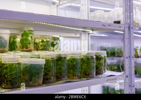 Croissance des plantes paulownia dans des conditions stériles. Micropropagation de fleurs et d'arbres en laboratoire sous éclairage artificiel 2021. Banque D'Images