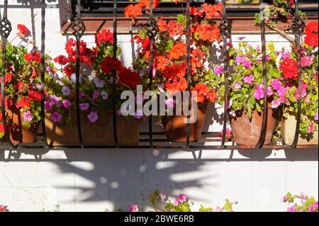 Fleurs rouges et roses sur géraniums en pots dans une boîte de fenêtre colorée Banque D'Images