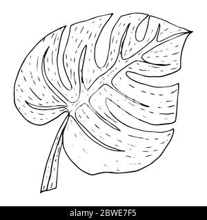 Feuille de Monstera de style graphique dessinée en noir contour isolé sur fond blanc pour la conception et la décoration, logo, tatouage, gabarit pour la coupe, stic Illustration de Vecteur