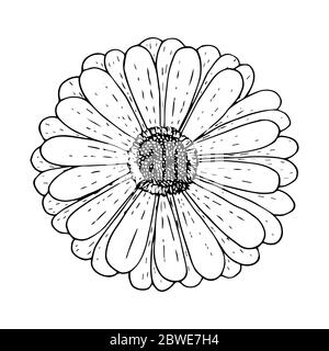 Gerbera fleur vue de dessus, contour noir isolé sur fond blanc, illustration vectorielle de stock pour le design et la décoration, impression, logo, tatouage, découpe Illustration de Vecteur