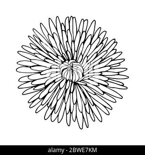 Variété chrysanthème vue de dessus d'un label noir contour isolé sur fond blanc, illustration vectorielle pour le design et la décoration, imprimés, logo, sticke Illustration de Vecteur