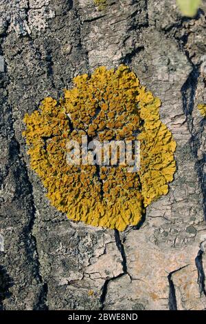 Texture de relief de l'écorce brune d'un arbre avec de la mousse jaune. Photo verticale d'une texture d'écorce d'arbre. Relief texture créative d'une ancienne écorce de chêne. Banque D'Images
