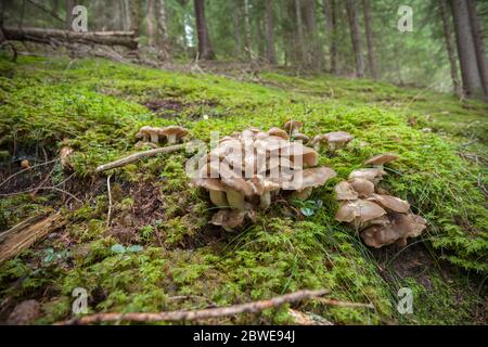 Champignons cultivés dans une forêt de Dolomites (Italie) Banque D'Images