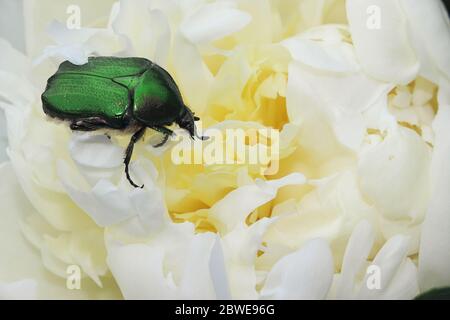 Peut coléoptère assis sur une fleur de pivoine blanche. Sous le soleil à midi, recueille le nectar. Banque D'Images