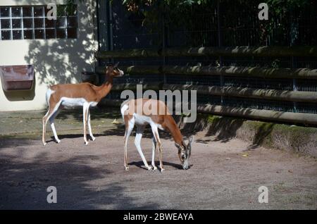 Dama gazelle (Nanger dama) dans le zoo de Francfort Banque D'Images