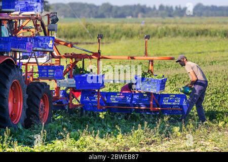 Travailleurs agricoles immigrants à Tarleton, dans le Lancashire.Météo Royaume-Uni.1st juin 2020.Beau temps sec pour cueillir des légumes à Tarleton.Le Royaume-Uni est confronté à une pénurie de cueilleurs de fruits et légumes en raison des restrictions de voyage imposées aux travailleurs de l'UE à l'étranger.Les producteurs britanniques ont récemment lancé une campagne de recrutement, appelant à une « armée de terre » moderne pour empêcher des millions de tonnes de fruits et légumes de se gaspiller.Crédit; MediaWorldImages/AlamyLiveNews. Banque D'Images