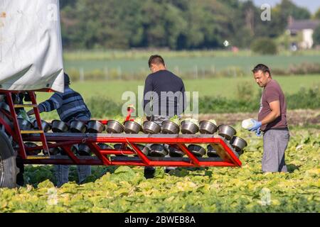 Travailleurs agricoles immigrants à Tarleton, dans le Lancashire.Météo Royaume-Uni.1st juin 2020.Beau temps sec pour cueillir des légumes à Tarleton.Le Royaume-Uni est confronté à une pénurie de cueilleurs de fruits et légumes en raison des restrictions de voyage imposées aux travailleurs de l'UE à l'étranger.Les producteurs britanniques ont récemment lancé une campagne de recrutement, appelant à une « armée de terre » moderne pour empêcher des millions de tonnes de fruits et légumes de se gaspiller.Crédit; MediaWorldImages/AlamyLiveNews. Banque D'Images