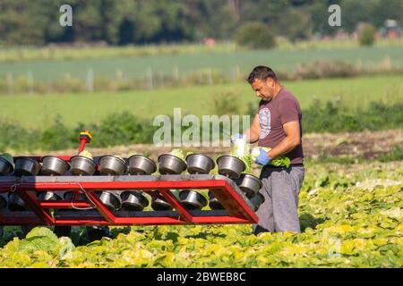 Travailleurs agricoles immigrants à Tarleton, dans le Lancashire.Météo Royaume-Uni.1st juin 2020.Beau temps sec pour cueillir des légumes à Tarleton.Le Royaume-Uni est confronté à une pénurie de cueilleurs de fruits et légumes en raison des restrictions de voyage imposées aux travailleurs de l'UE à l'étranger.Les producteurs britanniques ont récemment lancé une campagne de recrutement, appelant à une « armée de terre » moderne pour empêcher des millions de tonnes de fruits et légumes de se gaspiller.Crédit; MediaWorldImages/AlamyLiveNews. Banque D'Images