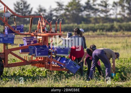 Travailleurs agricoles immigrants à Tarleton, dans le Lancashire.Météo Royaume-Uni.1st juin 2020.Beau temps sec pour cueillir des légumes à Tarleton.Le Royaume-Uni est confronté à une pénurie de cueilleurs de fruits et légumes en raison des restrictions de voyage imposées aux travailleurs de l'UE à l'étranger.Les producteurs britanniques ont récemment lancé une campagne de recrutement, appelant à une « armée de terre » moderne pour empêcher des millions de tonnes de fruits et légumes de se gaspiller.Crédit; MediaWorldImages/AlamyLiveNews. Banque D'Images