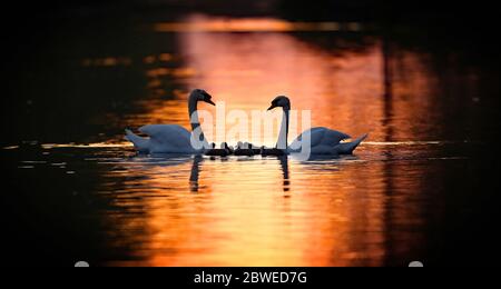 Vue générale des cygnes et cygnes pendant que le soleil se couche sur le Grand Canal à Athy, Co Kildare. Banque D'Images