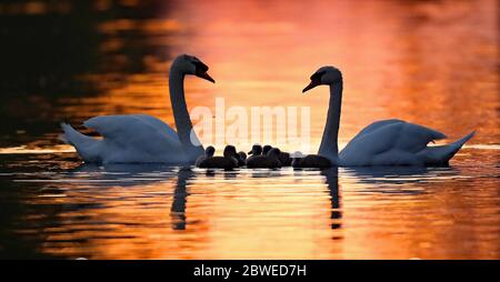 Vue générale des cygnes et cygnes pendant que le soleil se couche sur le Grand Canal à Athy, Co Kildare. Banque D'Images