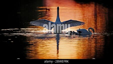 Vue générale des cygnes et cygnes pendant que le soleil se couche sur le Grand Canal à Athy, Co Kildare. Banque D'Images