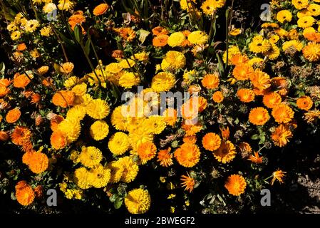 Marigolds Tagetes erecta. Banque D'Images