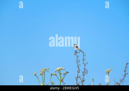 Un mâle européen Stonechat Saxicola rubicola perché sur une plante. Banque D'Images