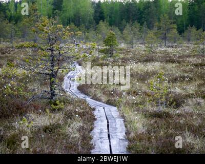 Arrière-plan naturel de la forêt de tourbières. Végétation marécageuse, passerelles en bois dans le marais, végétation sauvage, marais Niedraju Pilkas, Lettonie Banque D'Images