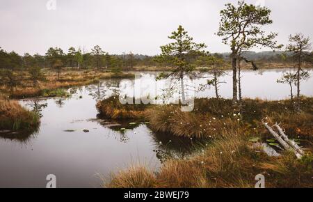 Beau paysage avec de vieilles tourbières et de la végétation marécageuse. L'étang à tourbières reflète de petits pins, des buissons et des cieux nuageux. Marécage de Niedraju Pilkas, Lettonie Banque D'Images