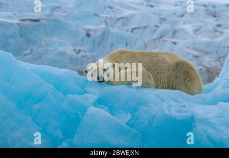 Ours polaire féminin se détendant sur un iceberg avec un glacier en arrière-plan sur le Spitzbergen Banque D'Images