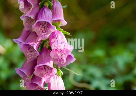 Gros plan sur Wild Foxgloves Banque D'Images