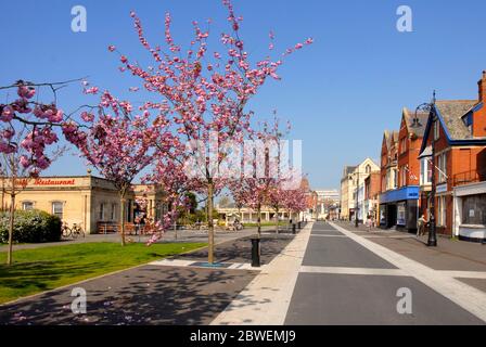 The Strand au printemps, Barnstaple, North Devon, Angleterre, avec des fleurs sur les arbres, dont certains commencent à tomber Banque D'Images