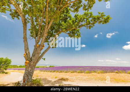 Champ de lavande avec un arbre, Provence, France. Banque D'Images