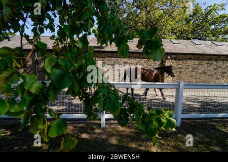 Un marié mène un cheval de course aux écuries après avoir atteint la piste de l' hippodrome de Newcastle . Date de publication : lundi 1er juin 2020. Horse Racing au Royaume-Uni est revenu à l'action lundi après la fermeture du coronavirus. Voir PA Story RACING Newcastle. Le crédit photo devrait se lire comme suit : Alan Crowhurst/PA Wire Banque D'Images