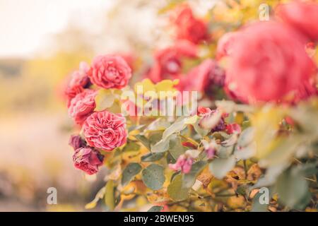 Spring floral large bannière panoramique avec fabuleux fleurs roses rose jardin d'été sur flou ensoleillé brillant. Été roses soleil flou nature Banque D'Images